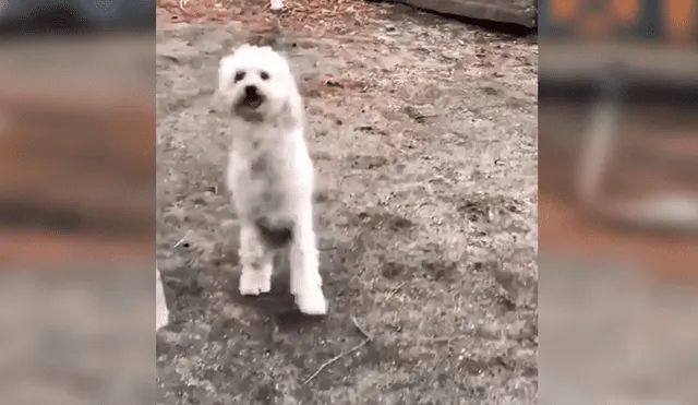 Facebook viral: perro nació sin sus patas delanteras, fue abandonado y hoy tiene un nuevo hogar [VIDEO] 