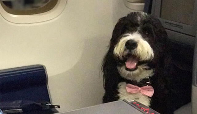 Twitter: Pasajero cuestionó que un perro viaje a su lado en un avión, queja se le salió de las manos 