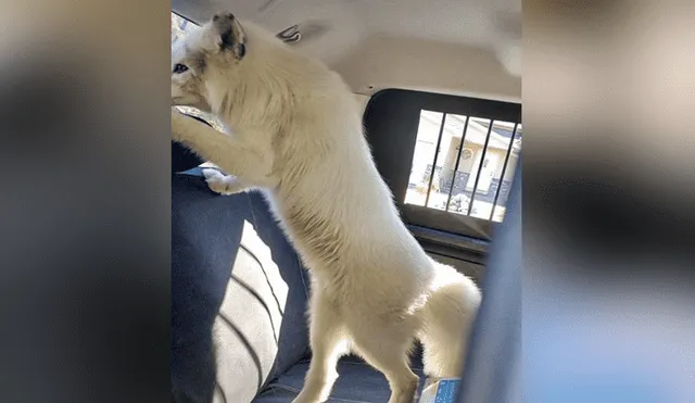 A través de Facebook se hizo viral las imágenes de un supuesto 'perro', el cual acabó siendo un zorro salvaje.