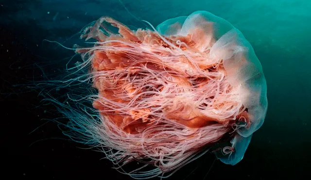 Las hermanas suelen encontrar inusuales criaturas, pero nunca habían visto una medusa tan grande. Foto: captura