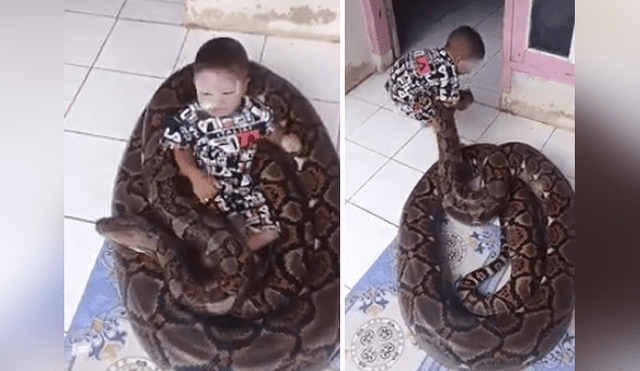 Facebook Viral: niño juega con enorme culebra dentro de su casa y causa escalofríos a miles [VIDEO] 
