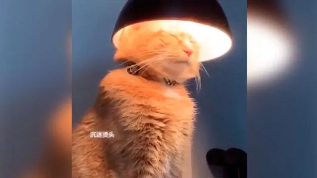 Día Internacional del Gato: videos graciosos de felinos que son virales en redes sociales
