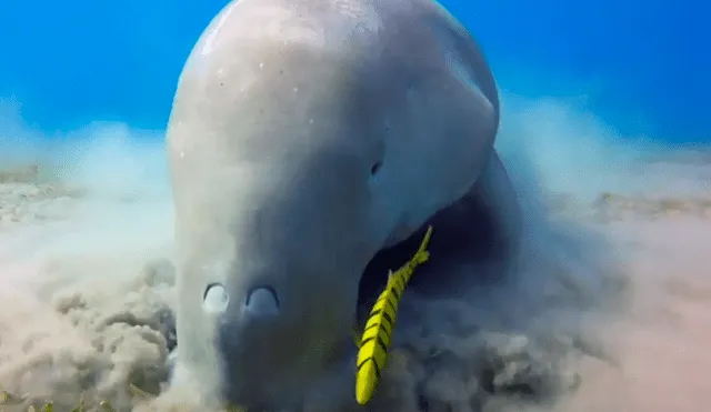 YouTube viral: enigmática criatura fue captada alimentándose en el fondo del Mar Rojo [VIDEO]