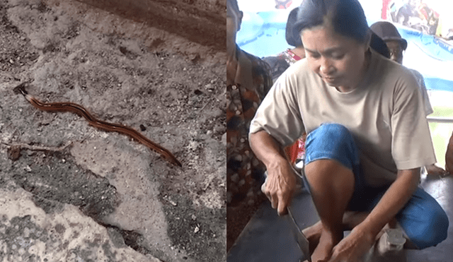 Un video viral de YouTube muestra el extraño aspecto de de un gusano martillo que fue hallado dentro de una vivienda en Tailandia.