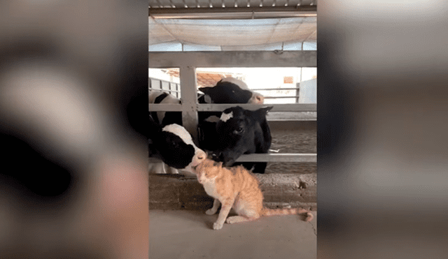 Desliza las imágenes hacia la izquierda para apreciar el amoroso momento entre un gato junto a un rebaño. Foto: Caters Clips.