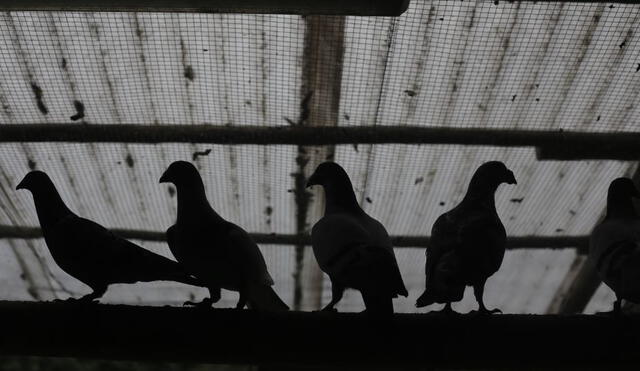 Quietas y vivas. A las aves afectadas se les llama “zombies” o “palomas zombies” al compararlas con los legendarios “muertos vivos”. Foto: La República