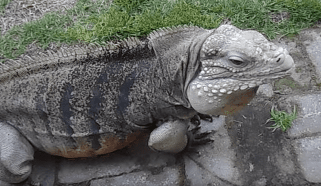 YouTube: gigantesco reptil sorprendió a usuarios al recibir a su dueño de una manera curiosa [VIDEO]