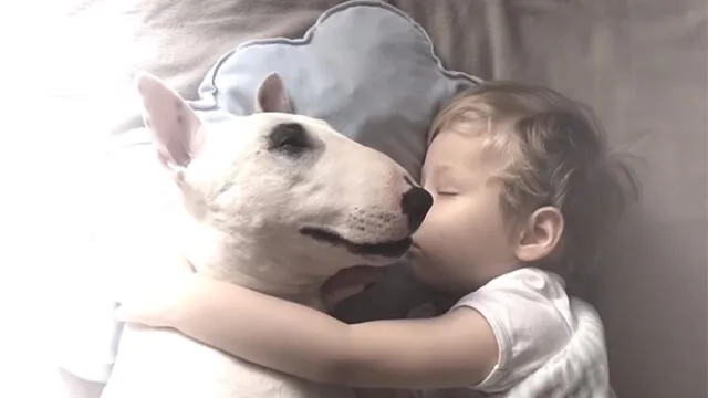 YouTube Viral: Niño y su perro conmueven a miles de usuarios por su manera peculiar de dormir [VIDEO] 