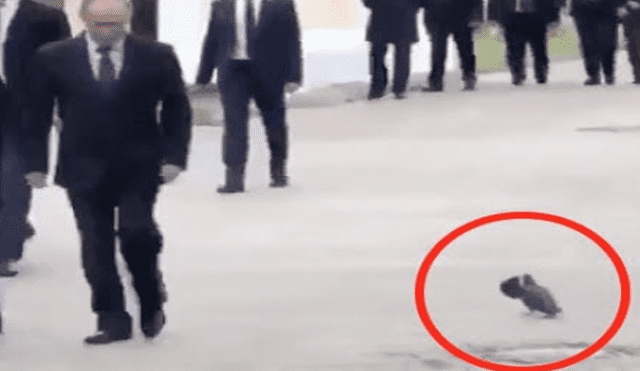 YouTube: la verdad sobre la paloma que saludó a Vladimir Putin [VIDEO]