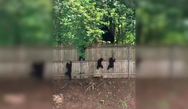 Facebook: tiernos cachorros de oso fueron captados intentando escalar una cerca