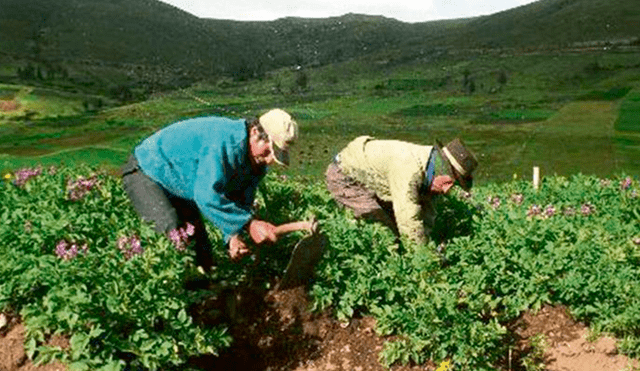 Junín: agricultores proyectan sembrar más de 101 mil hectáreas en esta campaña