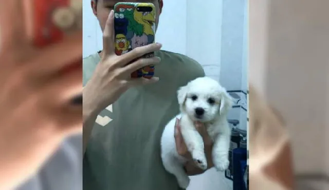 El video de Facebook muestra el crecimiento de la mascota durante dos meses. Foto: Captura/Facebook/Tấn Phát