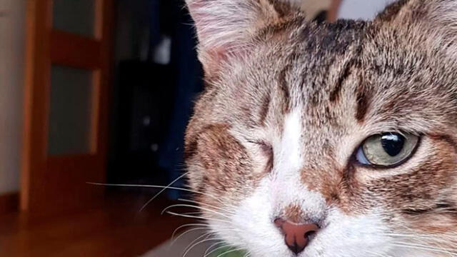 Gato sobrevivió a 17 disparos y ahora vive como un rey [VIDEO]