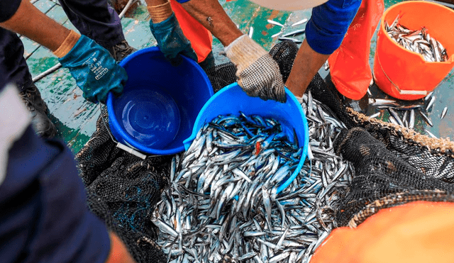 Pesca de anchoveta en una embarcación de IMARPE para su respectiva evaluación.
