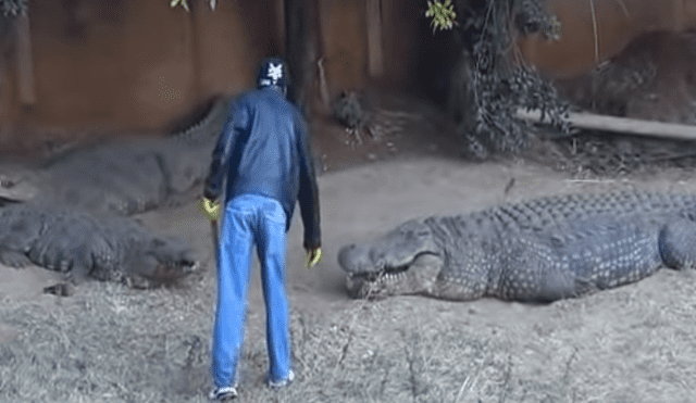 YouTube viral: Por un reto este hombre se metió a un tanque con cocodrilos
