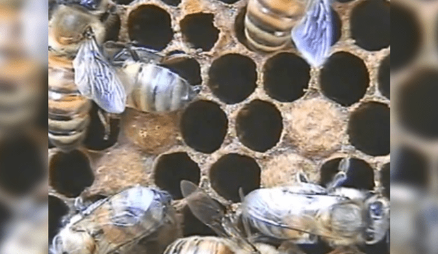 Youtube: difunden impactante video del nacimiento de abejas obreras [VIDEO]