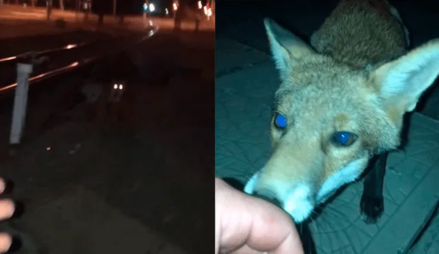 Facebook: joven encuentra a zorro salvaje en la calle, intenta acariciarlo y sufre terrible mordida