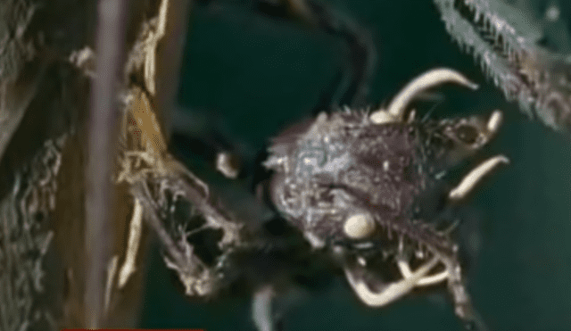 YouTube viral: hongo parásito vuelve 'zombie' a hormiga y todo queda registrado en video