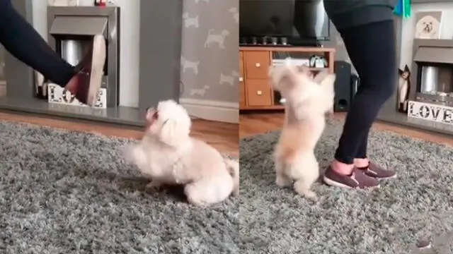 Desliza las imágenes para ver la curiosa escena que protagonizó un perro bebé con su dueña en pleno reto de baile. Foto: thetrickstarsuk