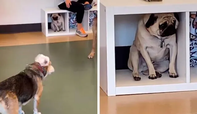 Desliza las imágenes para observar la temerosa reacción de un perro al estar con otros animales. Foto: captura de TikTok