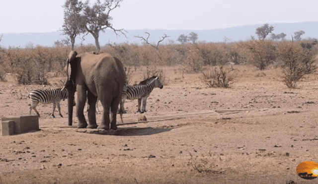 Desliza hacia la izquierda para ver las tierna escena de un elefante protegiendo a un jabalí bebé. Video viral de Facebook.