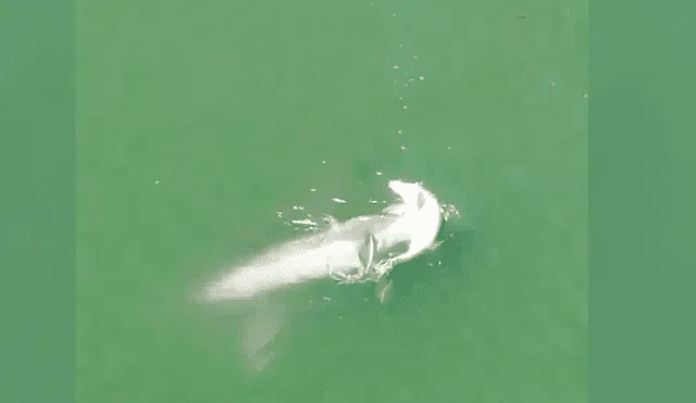YouTube viral: Captan a mamá delfín empujando a su cría muerta para mantenerla a flote [VIDEO]