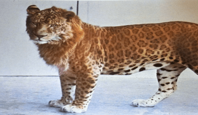 Desliza para ver al leopón, el felino que sorprendió a todos en YouTube. Fotos: Captura.