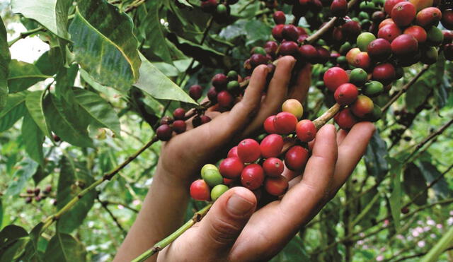 Exportación de café en 2022 superará los US$ 1.300 millones, su cifra más alta desde 2011