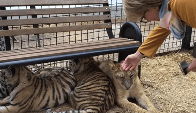 Un video viral de Facebook registró el momento en que una turista intenta acariciar a uno de los felinos, sin imaginar lo que sucedería.