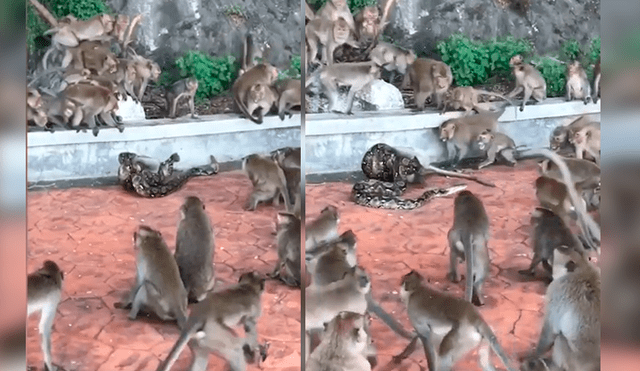 Video es viral en Facebook. Impactantes imágenes muestran cómo decenas de monos hacen lo posible para salvar a su compañero de la feroz serpiente