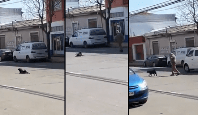 YouTube: Pensó que era un perro atropellado y se llevó tremenda sorpresa [VIDEO]