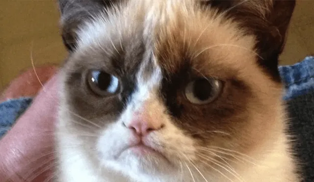 Facebook viral: miles lloran a Grumpy Cat, la gata más famosa del Internet, que acaba de morir [FOTOS]