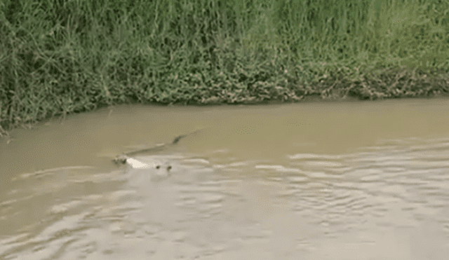 Facebook viral: hambrienta serpiente intenta devorar a perros que entrar a jugar al río [VIDEO]