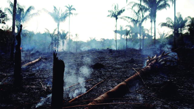 Incendios en el Amazonas convertirían ecosistema en sabana. Foto: Difusión