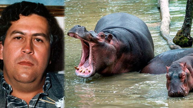 Hipopótamos de Pablo Escobar representan una amenaza para el ecosistema de Colombia. Foto: Composición