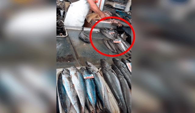 Desliza las imágenes para ver cómo el pequeño gato bebé robó un poco de pescado a un vendedor de México. Foto: Captura/facebook