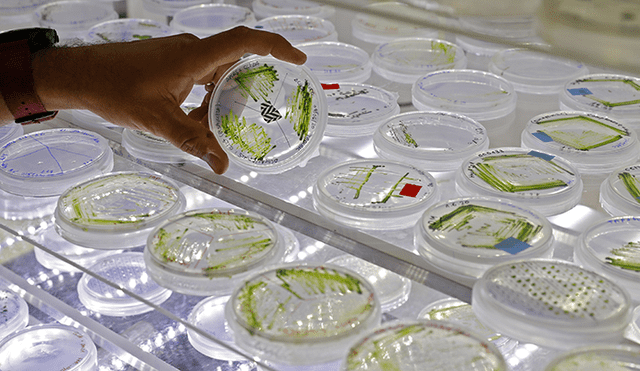 Las muestras de algas microscópicas. 11 de junio de 2020. | Foto: Jack Guez / AFP