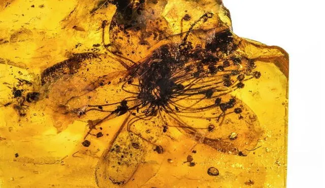 Flor fósil preservada en ámbar de al menos 34 millones de años. Foto: Museum für Naturkunde Berlin