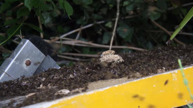 Vía Facebook: Abejas atacan una colonia de avispas y se produce lo peor [VIDEO]