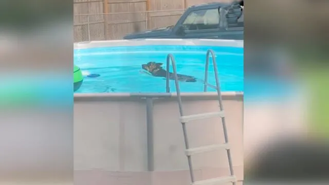 Desliza las imágenes para ver el momento en que un travieso perro aprovechó la piscina que sus dueños no podían usar por la cuarentena. Foto: Woof Woof