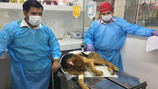 Perrito con quemaduras en todo su cuerpo fue abandonado en Tacna [VIDEO]