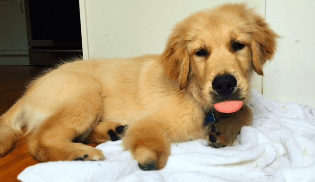 Desliza a la izquierda para ver al perro que ha conmovido a los usuarios de Facebook. Foto: Captura.