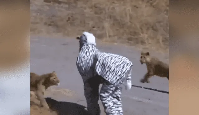 Facebook: arriesgados hombre se visten de cebra para asustar a los animales en África y ocurre lo peor [VIDEO]