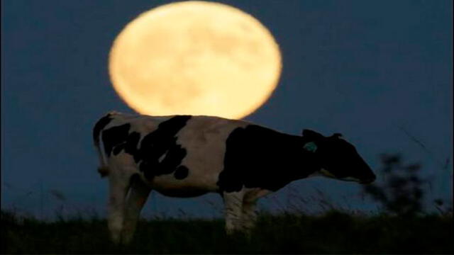 ¿Cómo afecta un eclipse solar a las personas y los animales?. Foto: El Universal.