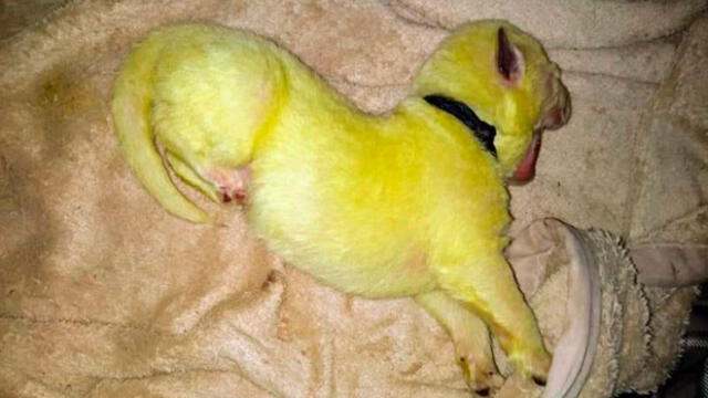 Perra pare ocho cachorros y uno de ellos nace de color fluorescente [FOTOS]