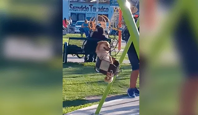 Facebook: perro disfruta a lo grande en parque de niños y causa ternura en la red [VIDEO]