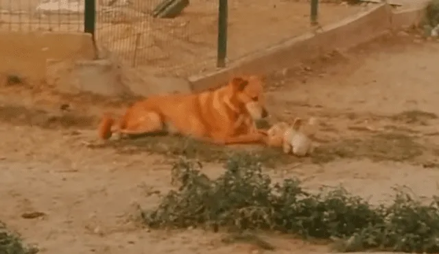 En Facebook, un joven acudió a un refugio de animales y quedó espantado al creer que un perro tenía un fuerte enfrentamiento.