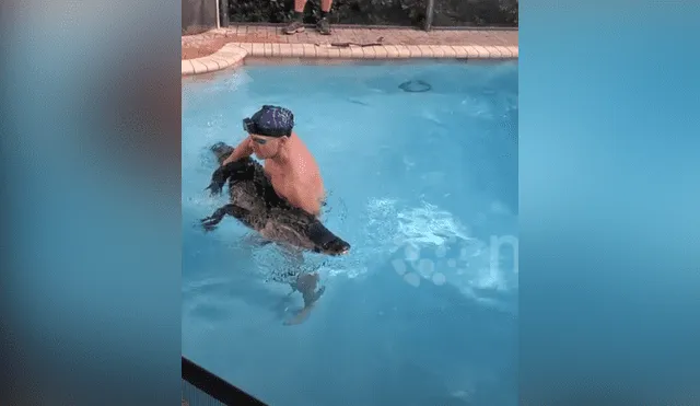 Un video viral muestra el preciso instante en que un hombre nada con una gigantesca criatura, un cocodrilo de 8 pies.
