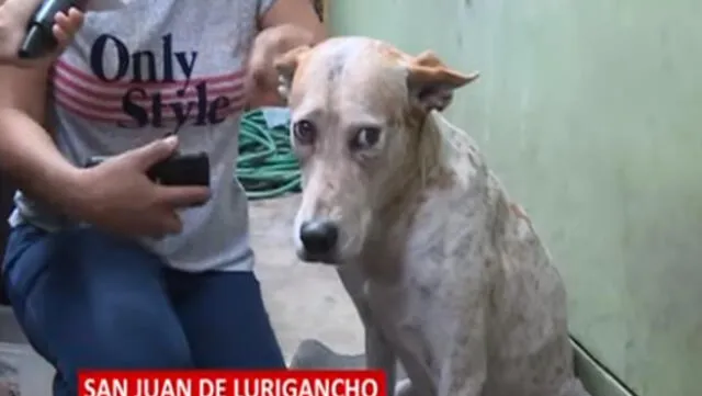 Perro es atropellado en San Juan de Lurigancho y sobrevive de milagro [VIDEO] 