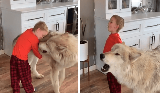 En YouTube, un pequeño sorprendió al seguir las indicaciones de un gigantesco lobo que le enseñaba aullar.